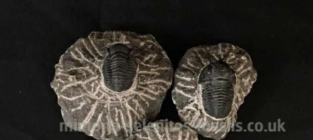 Mimona Selenites Fossils - Products for Sale Mimona Selenites Fossils - Products for Sale