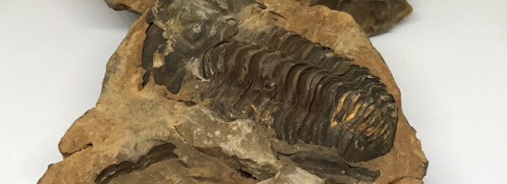 Mimona Fossils Selenite Mimona Fossils Selenite