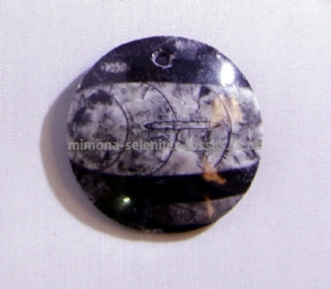 Orthoceras Product From Morocco