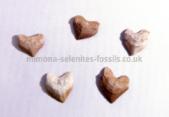 Fossil Products For Sale