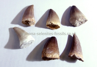 Fossil Products For Sale Fossil Products For Sale