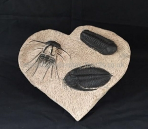 Trilobite Product for Sale
